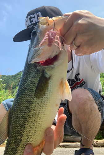 ブラックバスの釣果