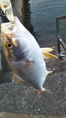 ネリゴの釣果