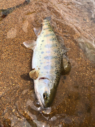 ヤマメの釣果