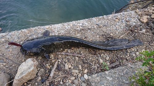 ナマズの釣果