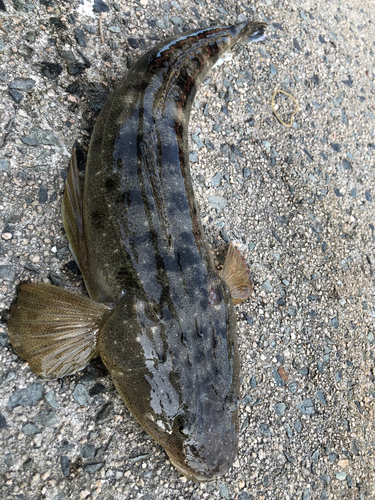 マゴチの釣果