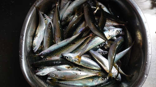 マサバの釣果