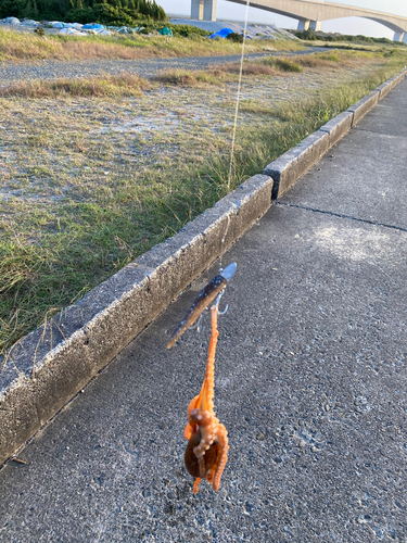 タコの釣果