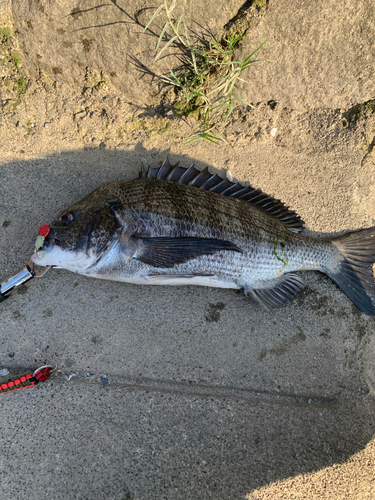 チヌの釣果