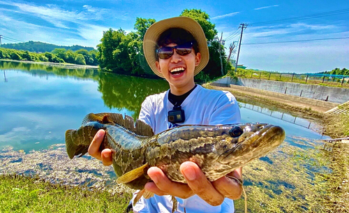 ライギョの釣果