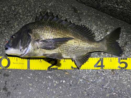 チヌの釣果