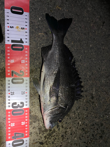 クロダイの釣果