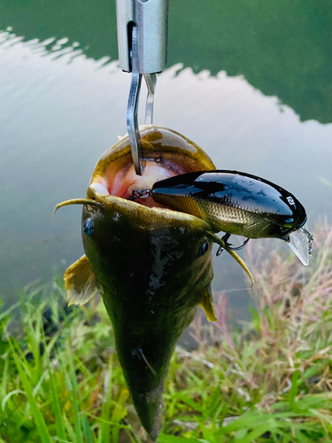 ナマズの釣果