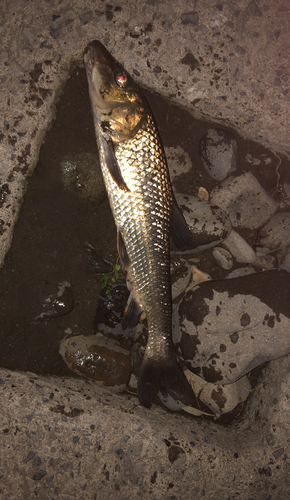 ニゴイの釣果