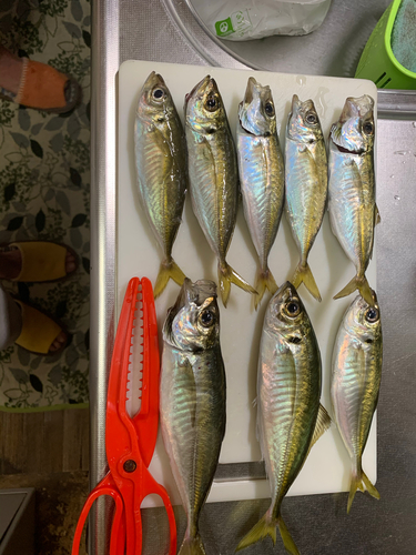 アジの釣果