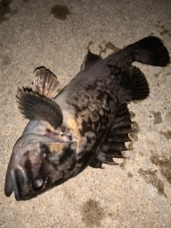 クロソイの釣果