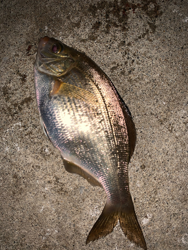 ウミタナゴの釣果