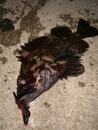 オウゴンムラソイの釣果