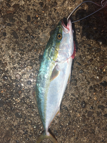 ツバスの釣果