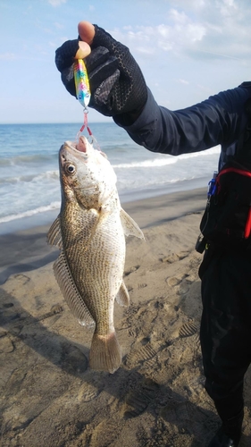 イシモチの釣果