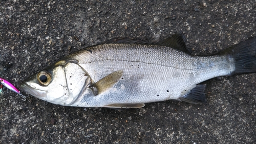 セイゴ（ヒラスズキ）の釣果