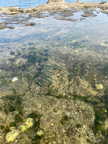 サバの釣果