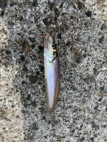 キスの釣果