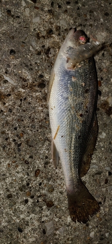 イシモチの釣果