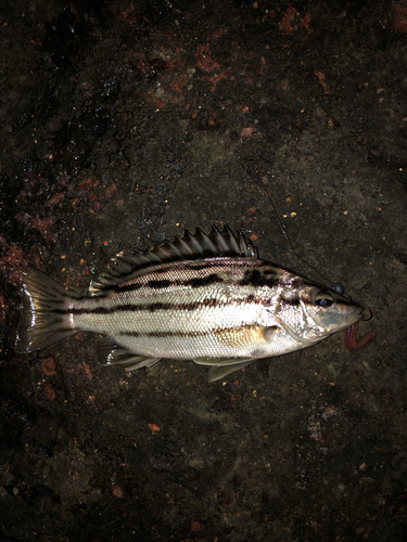 シマイサキの釣果