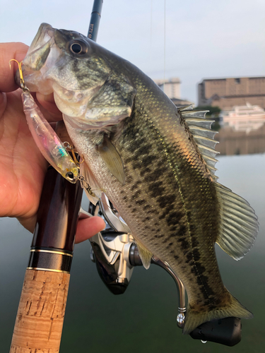 ブラックバスの釣果