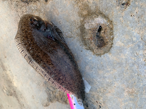 ウシノシタの釣果