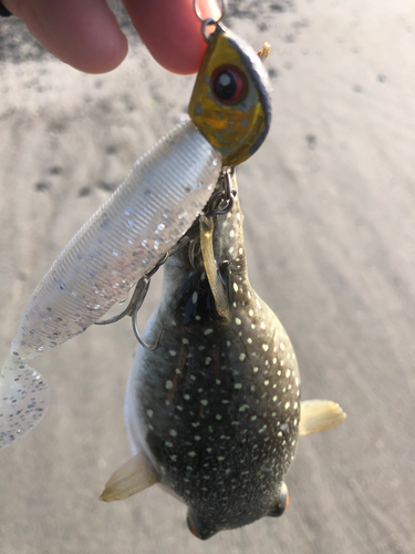 クサフグの釣果