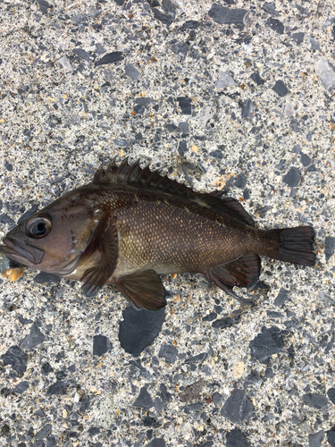 ガヤの釣果