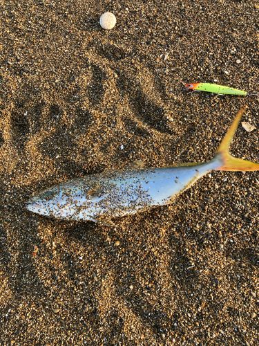 イナダの釣果