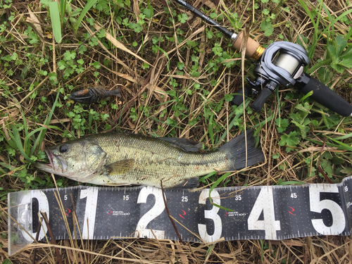 ブラックバスの釣果