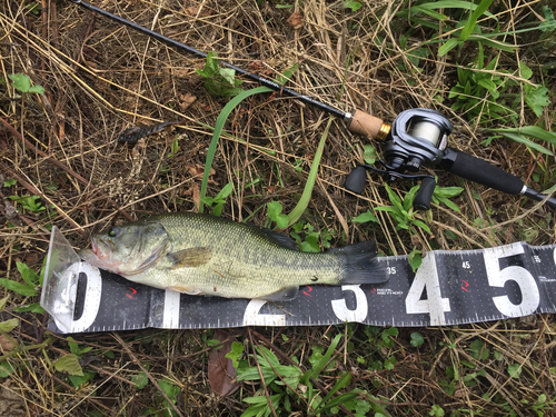 ブラックバスの釣果