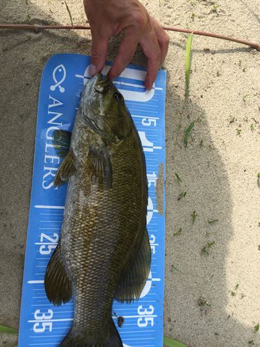 スモールマウスバスの釣果