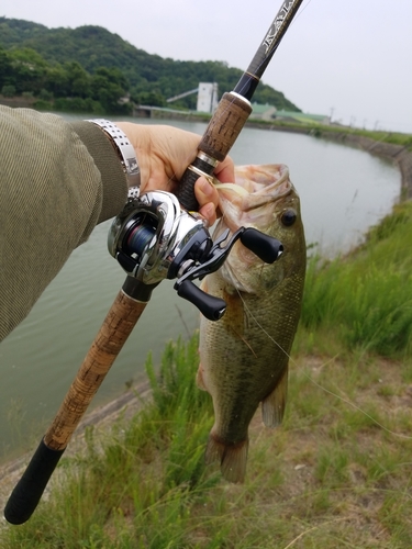 ブラックバスの釣果