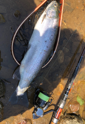 ニジマスの釣果