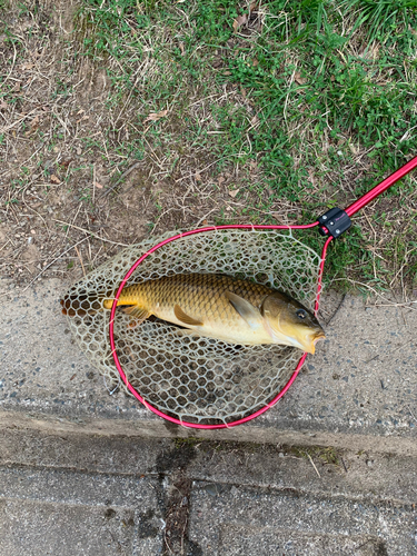 クロソイの釣果