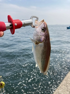 イシモチの釣果