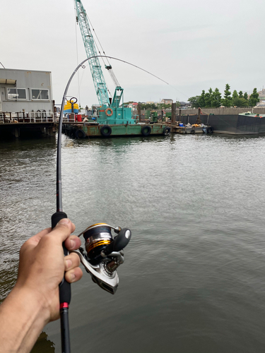 ニゴイの釣果