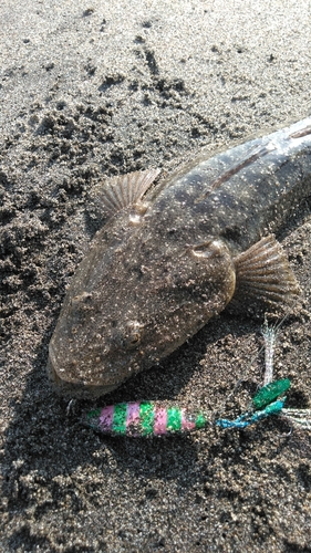 マゴチの釣果