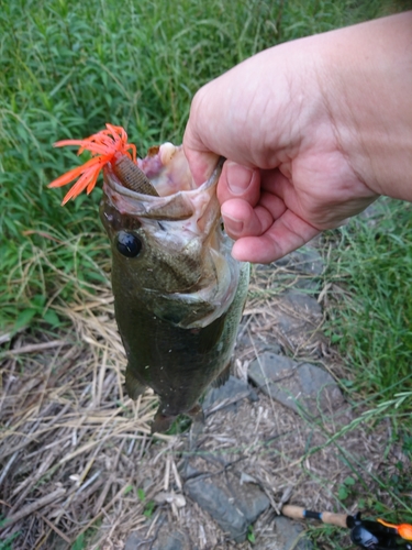 ラージマウスバスの釣果