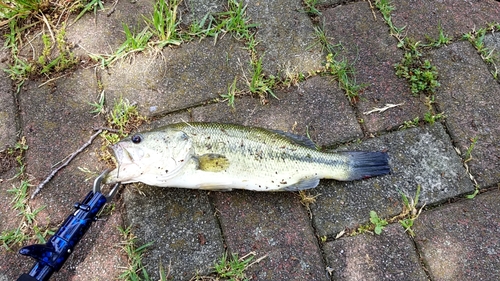 ラージマウスバスの釣果