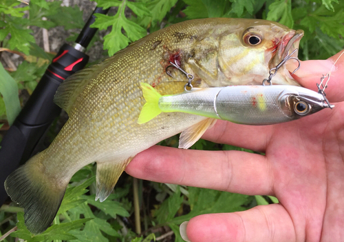 スモールマウスバスの釣果