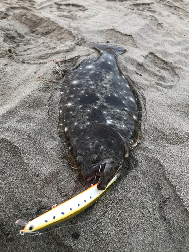 ヒラメの釣果