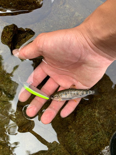 アマゴの釣果