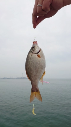 ウミタナゴの釣果