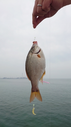 ウミタナゴの釣果