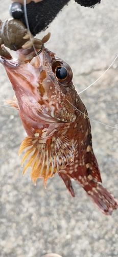 ガシラの釣果