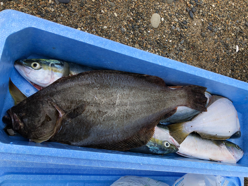 ヒラメの釣果