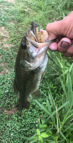 ブラックバスの釣果