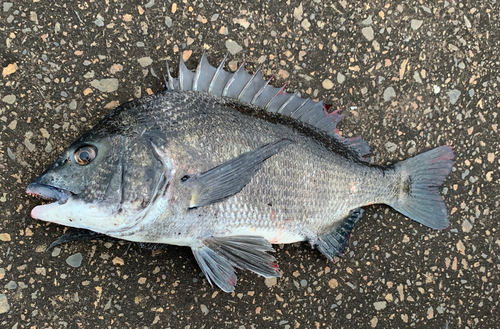 チヌの釣果