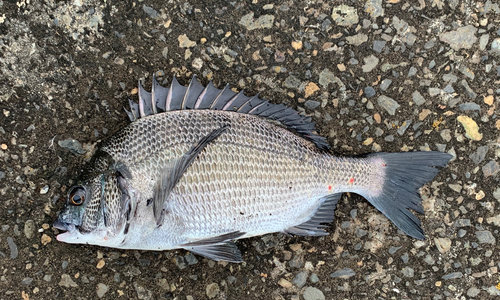 チヌの釣果